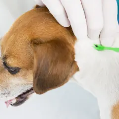 Veterinario retira garrapata de un perro, previniendo anaplasma.