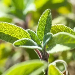 Liście szałwii, zielone, owłosione, z wyraźnym unerwieniem, pokazują, jak wygląda szałwia w zbliżeniu.