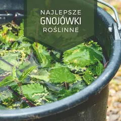 W czarnym wiadrze pływają zielone liście pokrzywy, tworząc naturalną gnojówkę dla roślin.