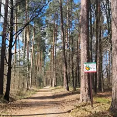 Ścieżka w lesie sosnowym, idealne miejsce na spacer w majówkę. Tabliczka ostrzega przed pożarem.