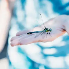 Una libélula posada en una mano, un símbolo de que ver una libélula trae suerte.