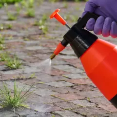 Rękawica w fioletowej rękawiczce rozpyla środek na chwasty w kostce brukowej, by pozbyć się niechcianej zieleni.