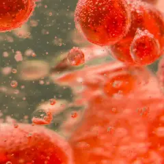 Czerwone, okrągłe struktury, przypominające erytrocyty podwyższone, unoszą się w płynie, otoczone licznymi pęcherzykami powietrza.