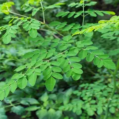 Rami di moringa pianta in Italia, con foglie verdi ovali e un fusto sottile.