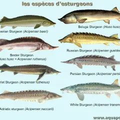 Illustration de plusieurs espèces de poisson esturgeon, dont le béluga, le sterlet et l'esturgeon blanc.