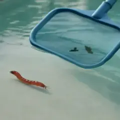 Un petit ver rouge se déplace sur le fond d'une piscine, tandis qu'un filet bleu s'approche pour le ramasser.