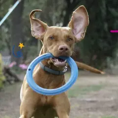 Perro hiperactivo con un aro azul en la boca, orejas al viento, listo para jugar en el exterior.