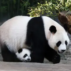Dorosła panda i jej młode ukryte pod nią, na tle bambusów i kamieni.