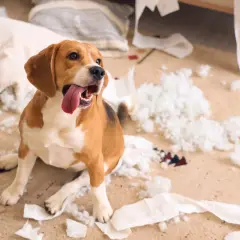 Szczęśliwy beagle siedzi wśród zniszczonych poduszek i papieru. Czy lęk separacyjny u psa mija?