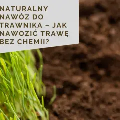 Zielona trawa i ciemna ziemia. Tekst: NATURALNY NAWÓZ DO TRAWNIKA – JAK NAWOZIĆ TRAWĘ BEZ CHEMI?