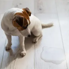 Smutny piesek siedzi obok kałuży. Czy to objaw ciemnego moczu u psa?