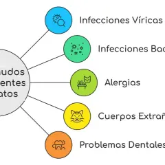 Diagrama de causas de estornudos persistentes en gatos: infecciones virales, bacterianas, alergias, cuerpos extraños y problemas dentales.
