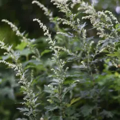 Delikatne, białe kwiatostany bylicy unoszą się na tle zieleni. To czas, gdy bylica pyli, rozsiewając swoje drobne pyłki.