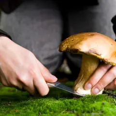 Czy można zbierać grzyby w lesie? Zasady, które musisz znać
