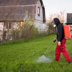 Mężczyzna w masce i czerwonych spodniach opryskuje trawnik, dbając o to, kiedy opryskiwać chwasty na trawniku.