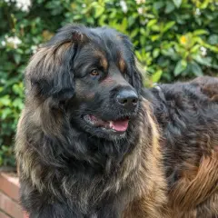 Pies leonberger z gęstą, brązową sierścią, spogląda w bok na tle zielonych krzewów.