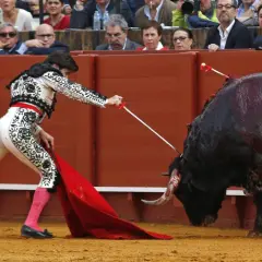 Un torero con traje de luces se enfrenta a un toro ensangrentado, demostrando las reglas del toreo.