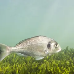 Un pez dorado de mar plateado nada sobre un lecho de algas verdes bajo el agua clara.