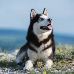 Czy husky jest dobry dla dzieci? Wszystko o bezpieczeństwie i charakterze tej rasy