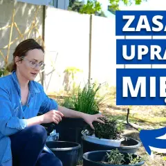 Jak sadzić miętę w ogrodzie: 5 prostych kroków do bujnej uprawy
