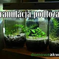 Jaka granulacja żwiru do akwarium? Odkryj idealny rozmiar dla roślin