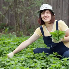 Planta que pica: cómo evitar la irritación y sus usos medicinales
