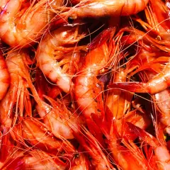 Gamba de Palamós: secretos de su sabor y su importancia ecológica
