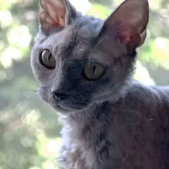 Devon Rex dorosły: idealny towarzysz dla dojrzałych właścicieli котów