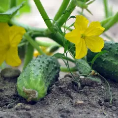 Jaki nawóz pod ogórki szklarniowe, aby uzyskać smaczne plony?