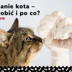 Jak często odrobaczać kota, by uniknąć groźnych pasożytów? Praktyczne porady
