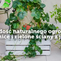 Jak zrobić nawadniacz do kwiatów z butelki i oszczędzić czas na podlewaniu
