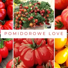 Najlepsze odmiany pomidorów - Odkryj wyjątkową paletę smaków i aromatów