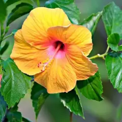Jak długo kwitnie hibiskus? Odkryj tajemnice jego długiego kwitnienia