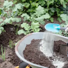Jak stosować humus jako nawóz, by poprawić uprawy roślin?