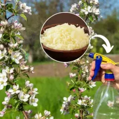 Jakie nawozy na wiosnę pod drzewa owocowe zapewnią zdrowe plony?