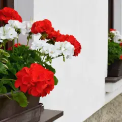 Jakie kwiaty na parapet zewnętrzny sprawią, że Twój balkon ożyje?