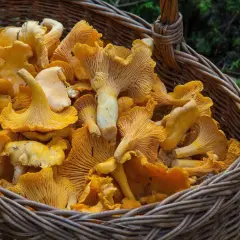 Jak znaleźć kurki w lesie: skuteczne sposoby na zbieranie grzybów