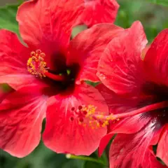 Kiedy sadzimy hibiskus, aby uniknąć błędów w uprawie?