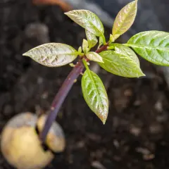 Cómo plantar aguacate en maceta y lograr un crecimiento exitoso
