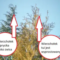 Cyprys czy tuja na żywopłot? Która roślina lepiej spełni Twoje oczekiwania?