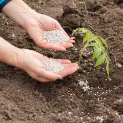 Jak zrobić nawóz azotowy w domu? Skuteczne metody i przepisy na gnojówki