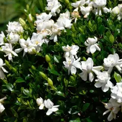 Las mejores flores arbustivas para embellecer tu jardín sin esfuerzo