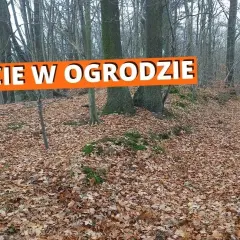 Praktyczne sposoby na to, co zrobić z liśćmi na działce, które pomogą