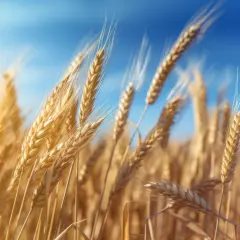 Agricole Trade PL: Analizy i notowania na Agricole Trade - Śledź trendy 