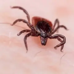 Jak rozmnaża się kleszcz? Zaskakujące fakty o ich cyklu życia