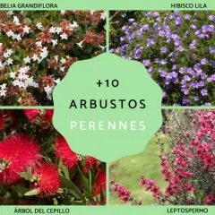 Todo lo que necesitas saber sobre el arbusto perenne y su cuidado