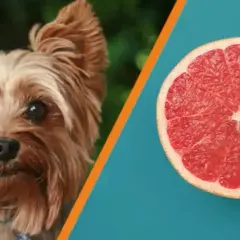 Uwaga! Czy pies może jeść grapefruit? To musisz wiedzieć o cytrusach
