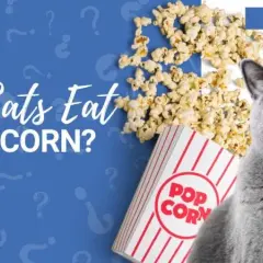 Czy koty mogą jeść popcorn? Poznaj fakty i bezpieczne przekąski