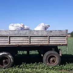Jak obliczyć dawkę nawozu na hektar i uniknąć błędów w uprawie