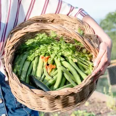 Cuándo plantar habas para asegurar un crecimiento exitoso y saludable